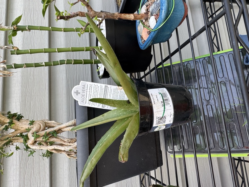 Aloe Vera