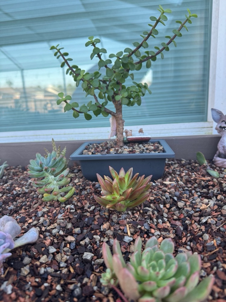️ Dreamgrove 18