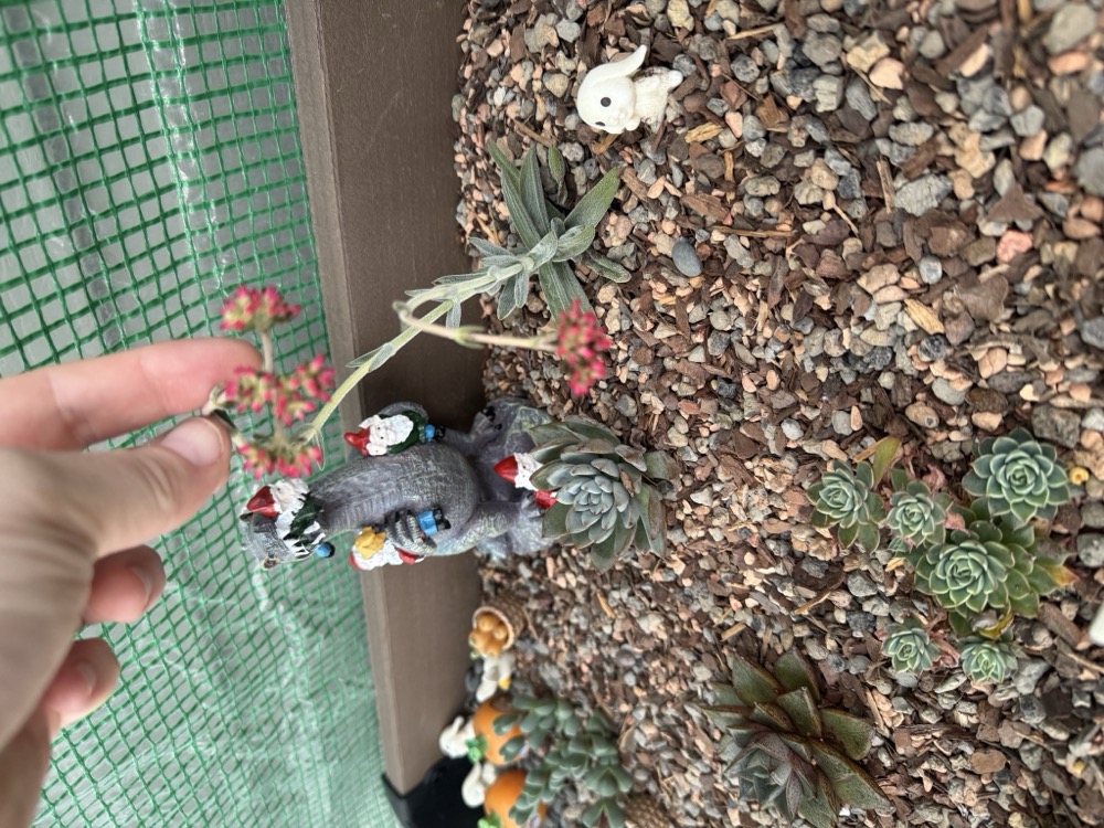 ️ Dreamgrove 25