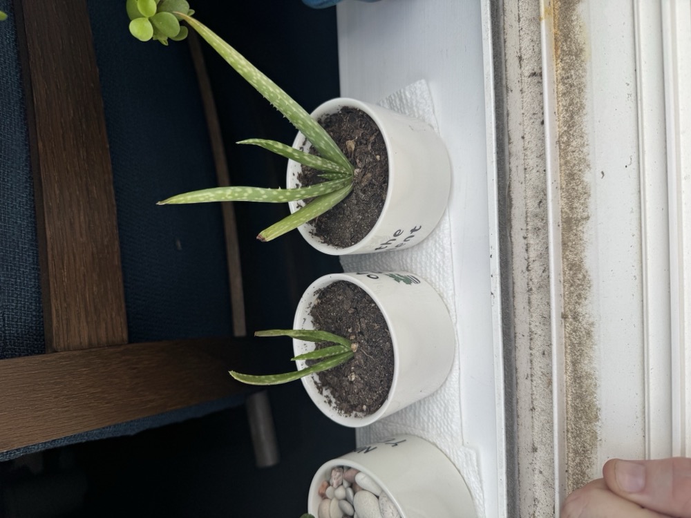 Jenny's Aloes