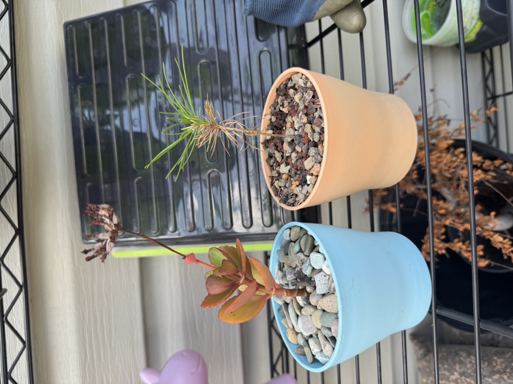 Kalanchoe