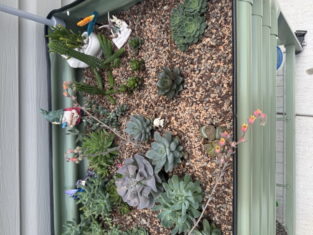 dreamgrove 28