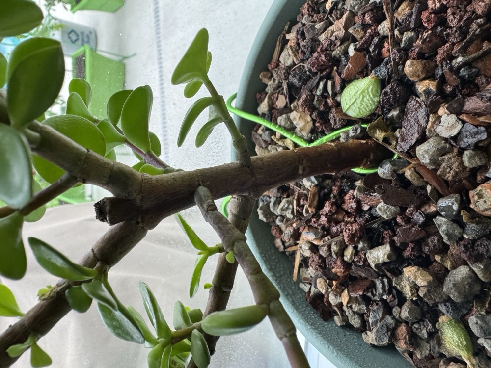 gohan 2