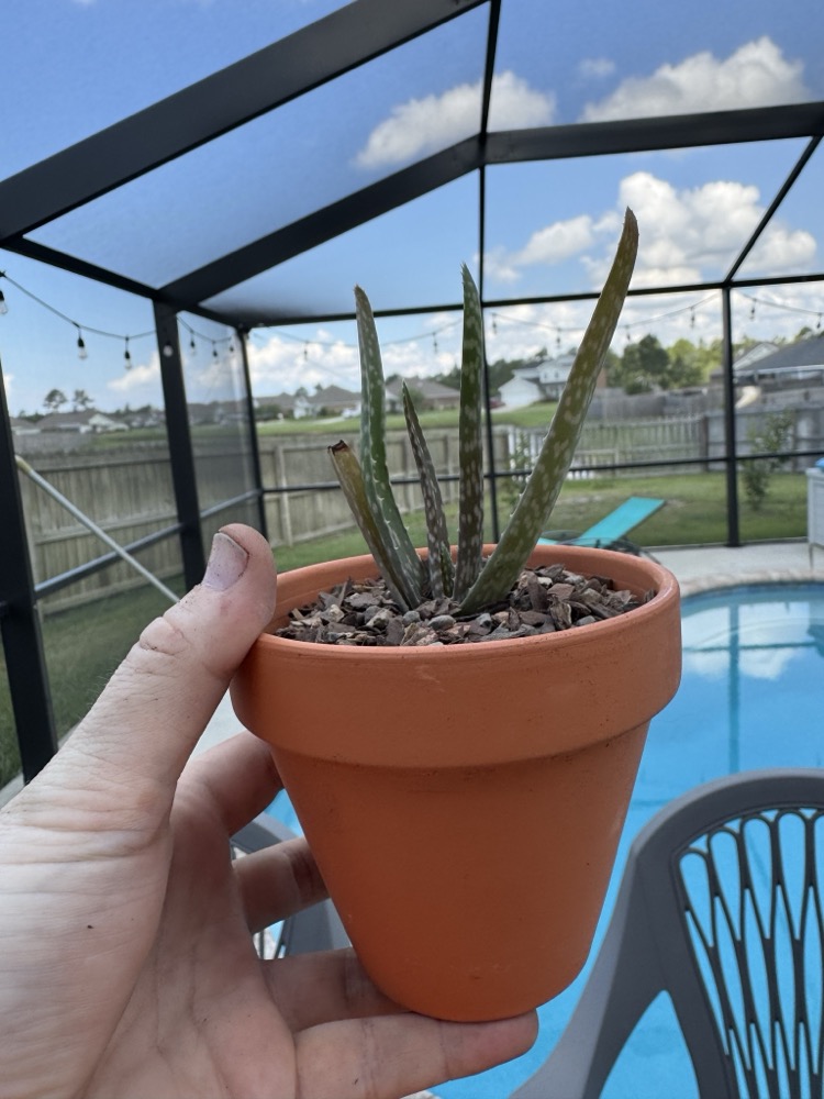 jenny's aloes