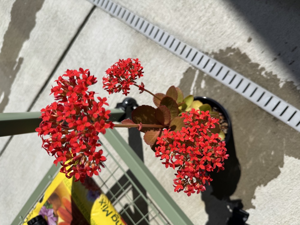 kalanchoe then
