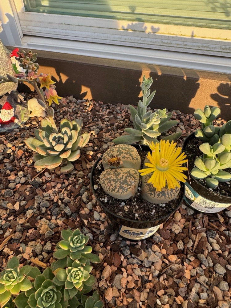lithops now