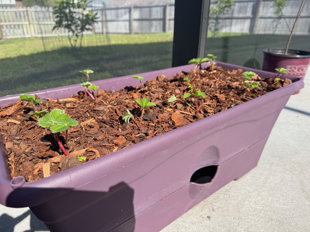 strawberries 2
