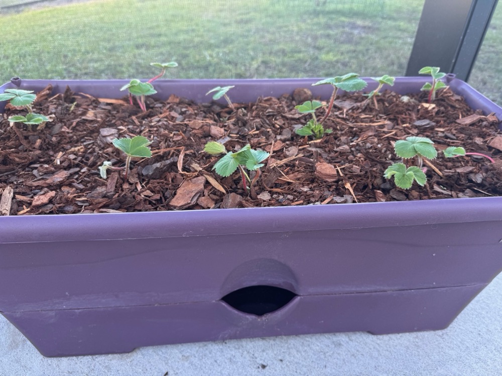 strawberries