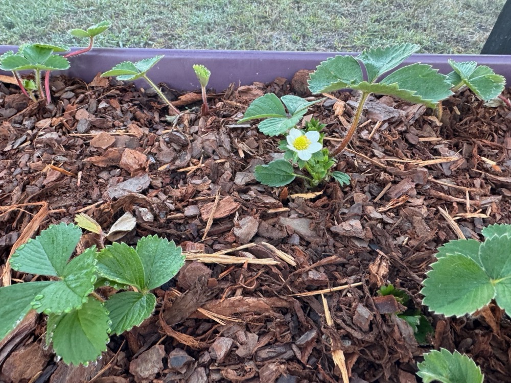 strawberries now